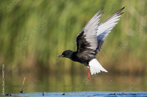 Witvleugelstern, White-winged Tern, Chlidonias leucopterus photo