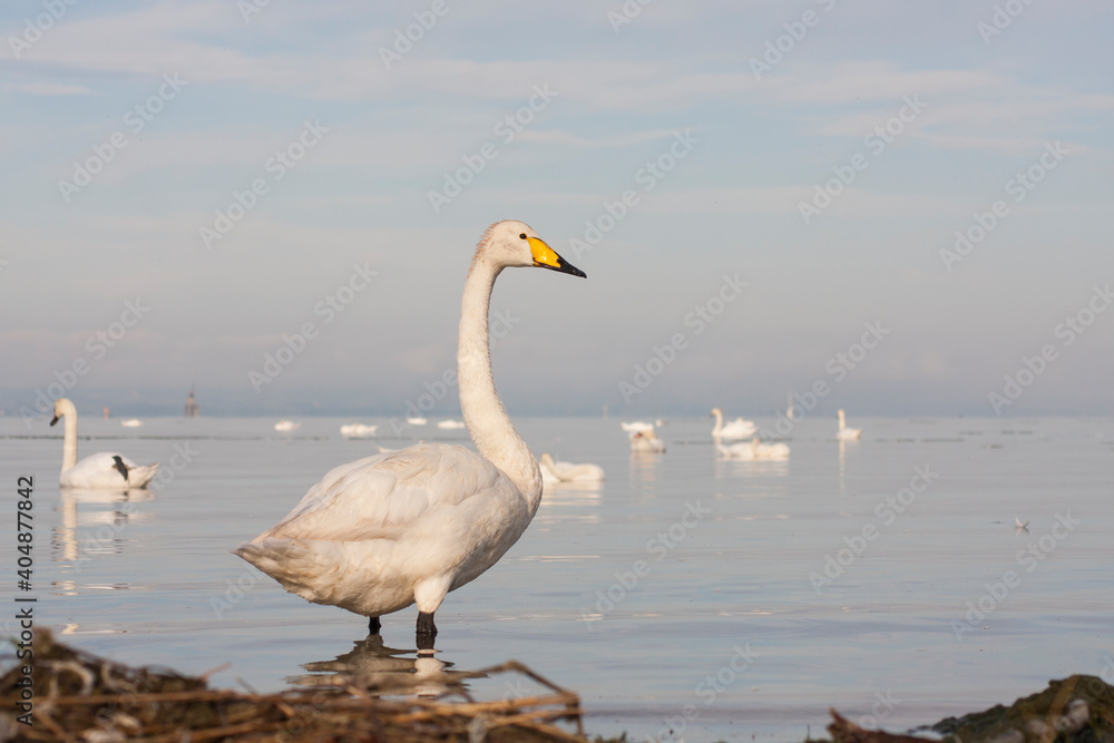 Wilde Zwaan, Whooper Swan, Cygnus cygnus Wilde Zwaan, Whooper Swan, Cygnus cygnus