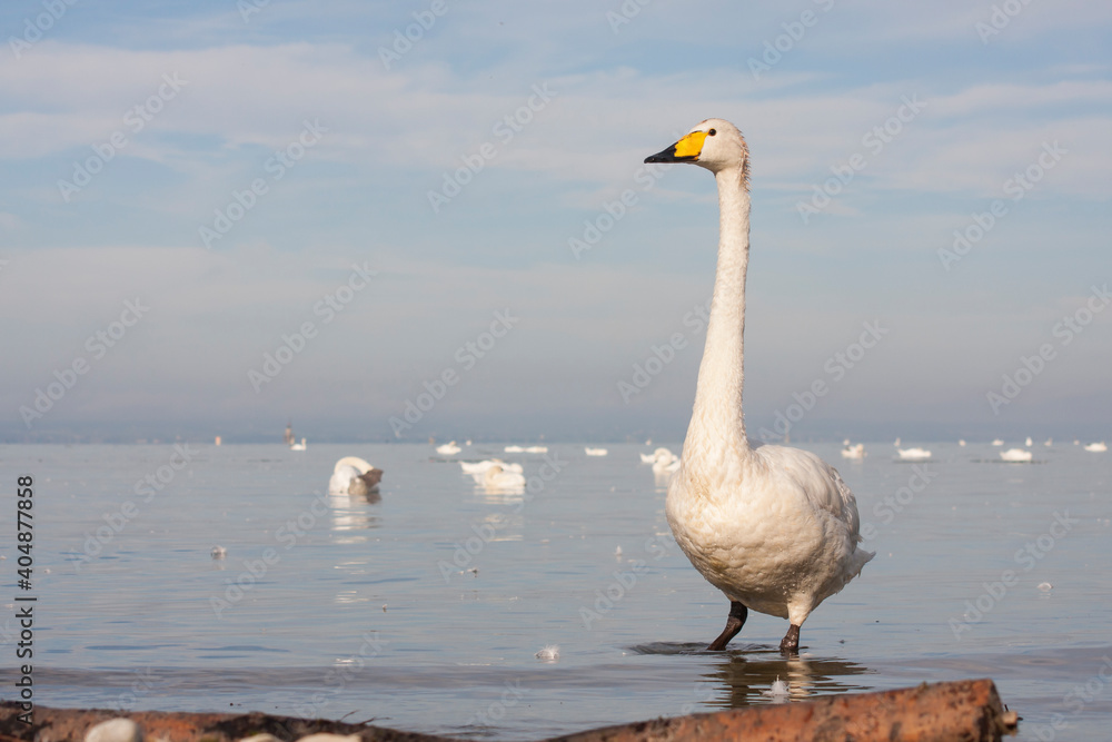Wilde Zwaan, Whooper Swan, Cygnus cygnus Wilde Zwaan, Whooper Swan, Cygnus cygnus