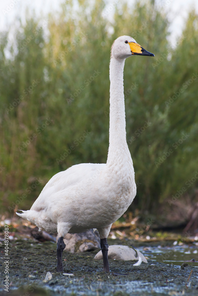 Obraz premium Wilde Zwaan, Whooper Swan, Cygnus cygnus