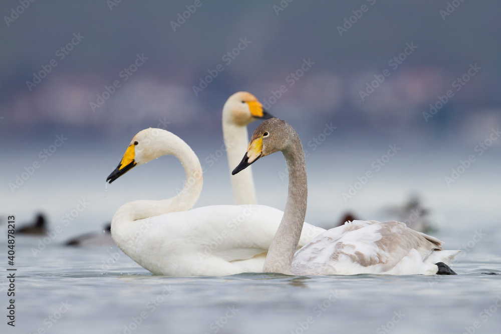 Fototapeta premium Wilde Zwaan, Whooper Swan, Cygnus cygnus