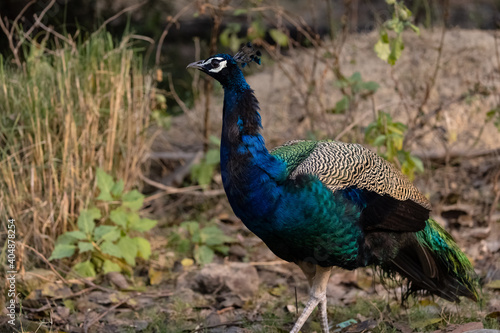Indian Peafowl (Pavo cristatus) in the natural habitat of forest. Portrait or closeup of peacock.
