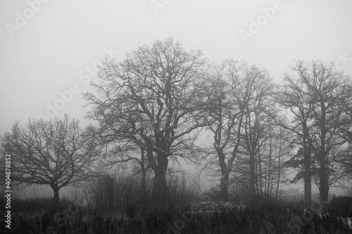 Bare trees on foggy day