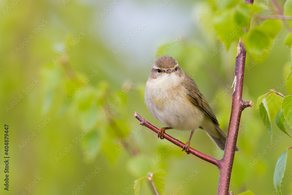 Fitis, Willow Warbler, Phylloscopus trochilus trochilus Fitis, Willow Warbler, Phylloscopus trochilus trochilus