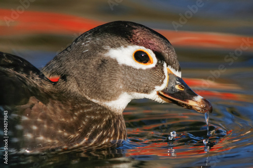 Carolina-eend, Wood Duck, Aix sponsa photo