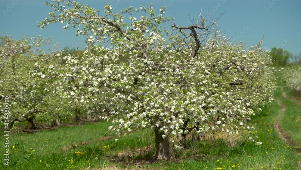 Slider shot of apple trees with blossoms in an orchard on a sunny spring day. Slider shot of apple trees with blossoms in an orchard on a sunny spring day.