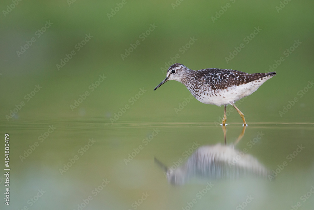 Bosruiter, Wood Sandpiper, Tringa glareola Bosruiter, Wood Sandpiper, Tringa glareola