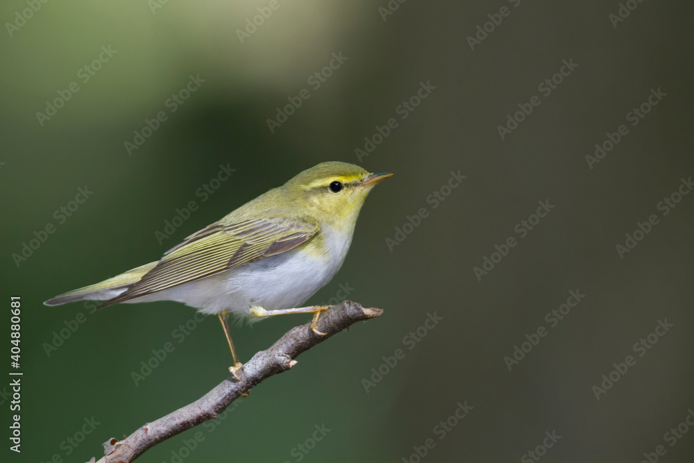 Fluiter, Wood Warbler, Phylloscopus sibilatrix Fluiter, Wood Warbler, Phylloscopus sibilatrix
