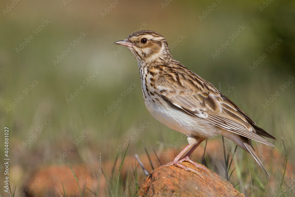 Boomleeuwerik, Woodlark, Lullula arborea pallida Boomleeuwerik, Woodlark, Lullula arborea pallida