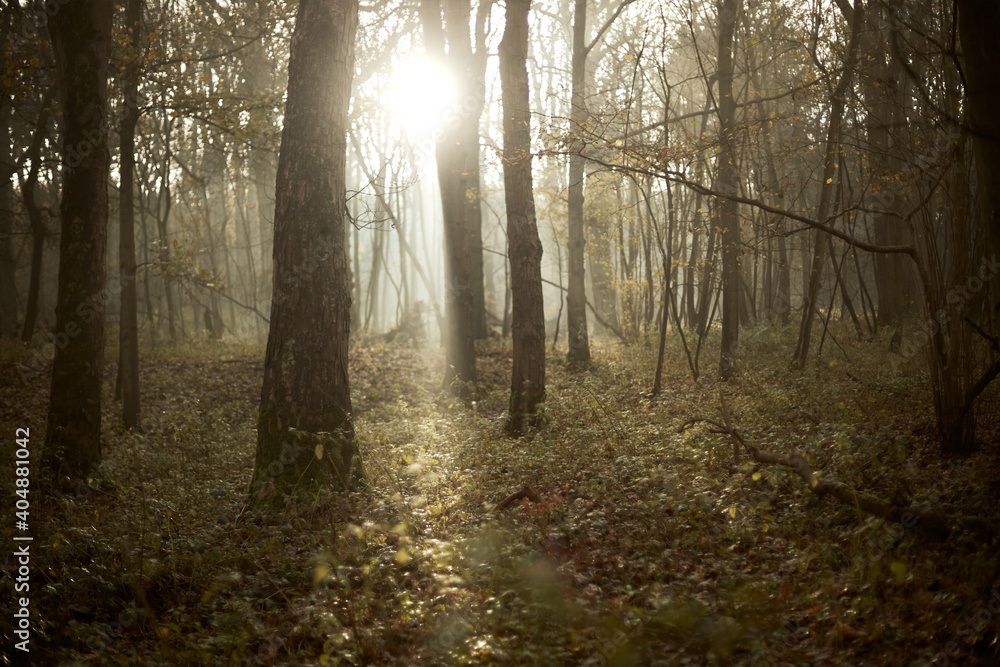 morning in Wytham woods