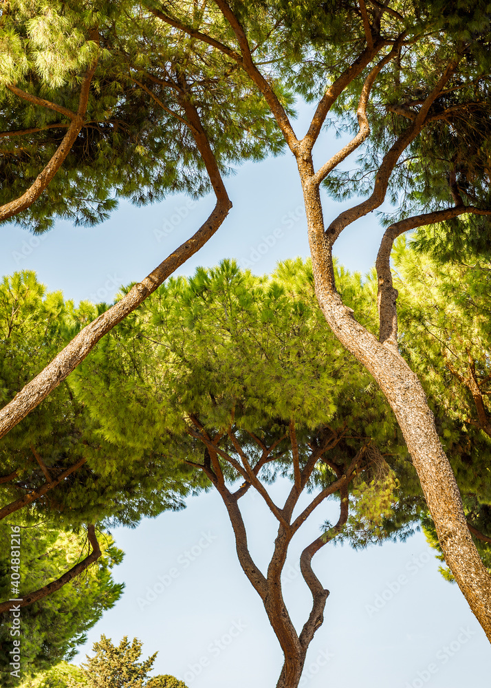Italian stone pine in the park in Rome, Italy