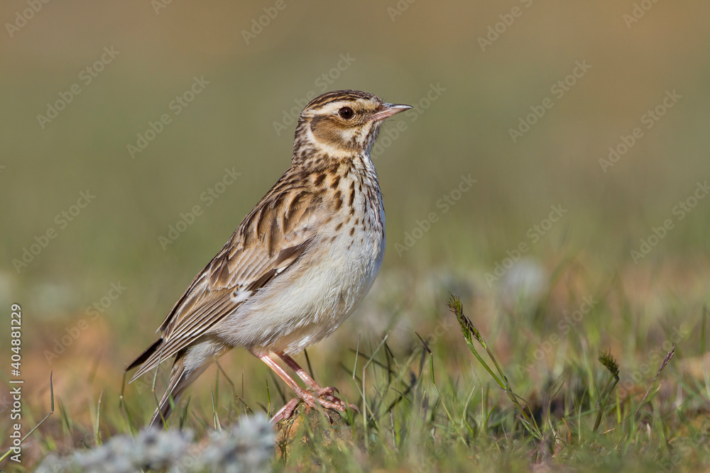 Boomleeuwerik, Woodlark, Lullula arborea pallida Boomleeuwerik, Woodlark, Lullula arborea pallida