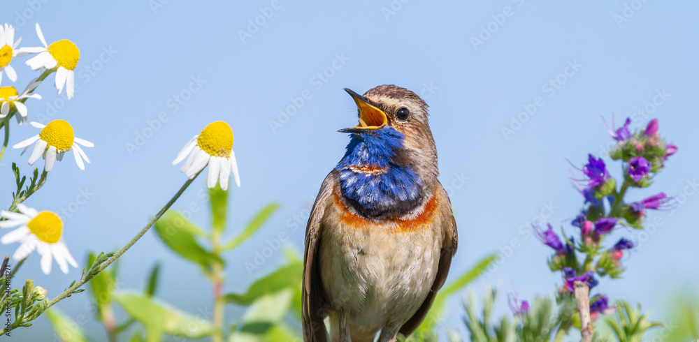 Foto Bluethroat, Luscinia svecica