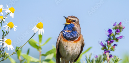 Canvas Print Bluethroat, Luscinia svecica