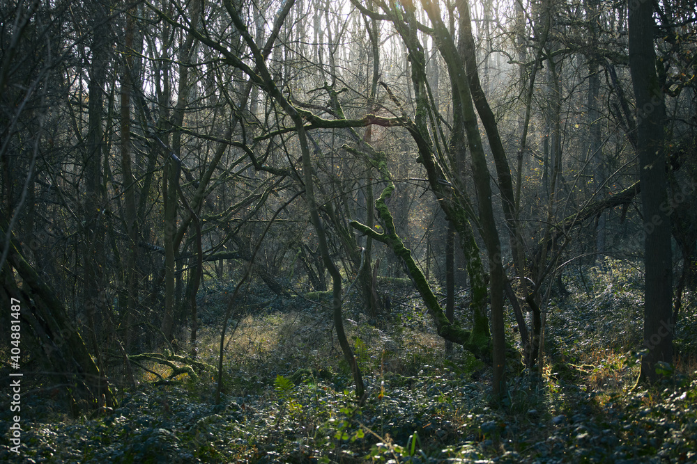 morning in the woods morning in the woods