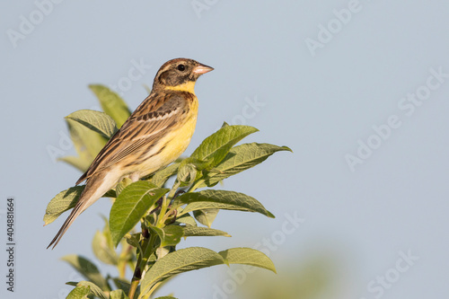 Wilgengors, Yellow-breasted Bunting, Emberiza aureola photo