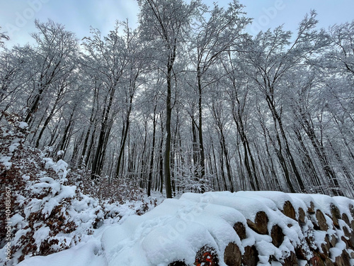 Taunus winter. Wintertime. Snow.
