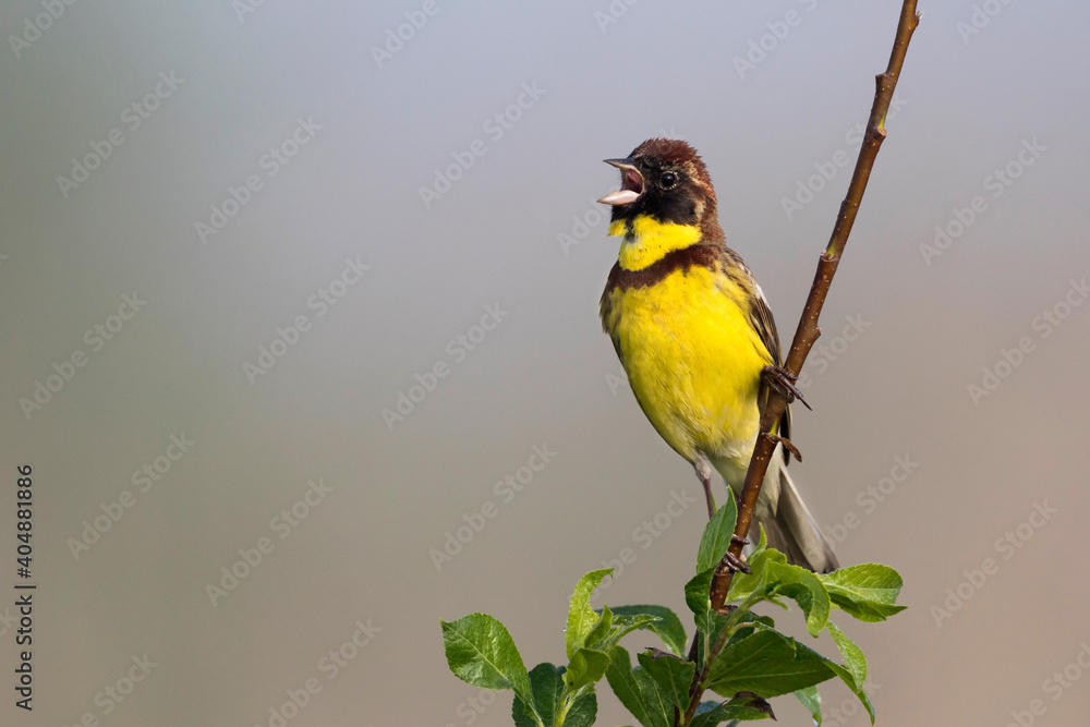 Obraz premium Wilgengors, Yellow-breasted Bunting, Emberiza aureola