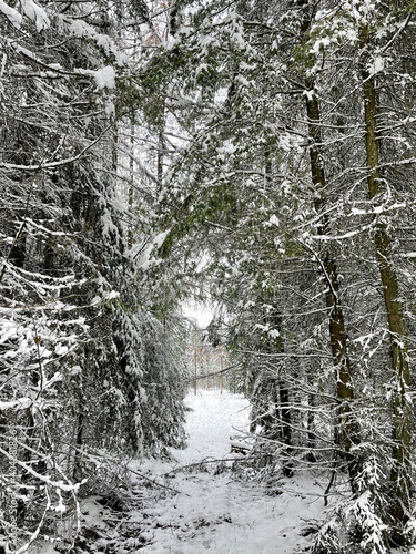 Taunus winter. Wintertime. Snow.