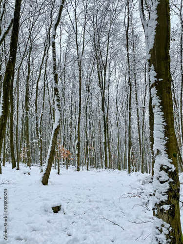 Taunus winter. Wintertime. Snow.