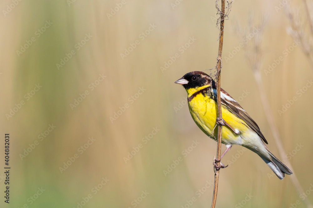 Fototapeta premium Wilgengors, Yellow-breasted Bunting, Emberiza aureola