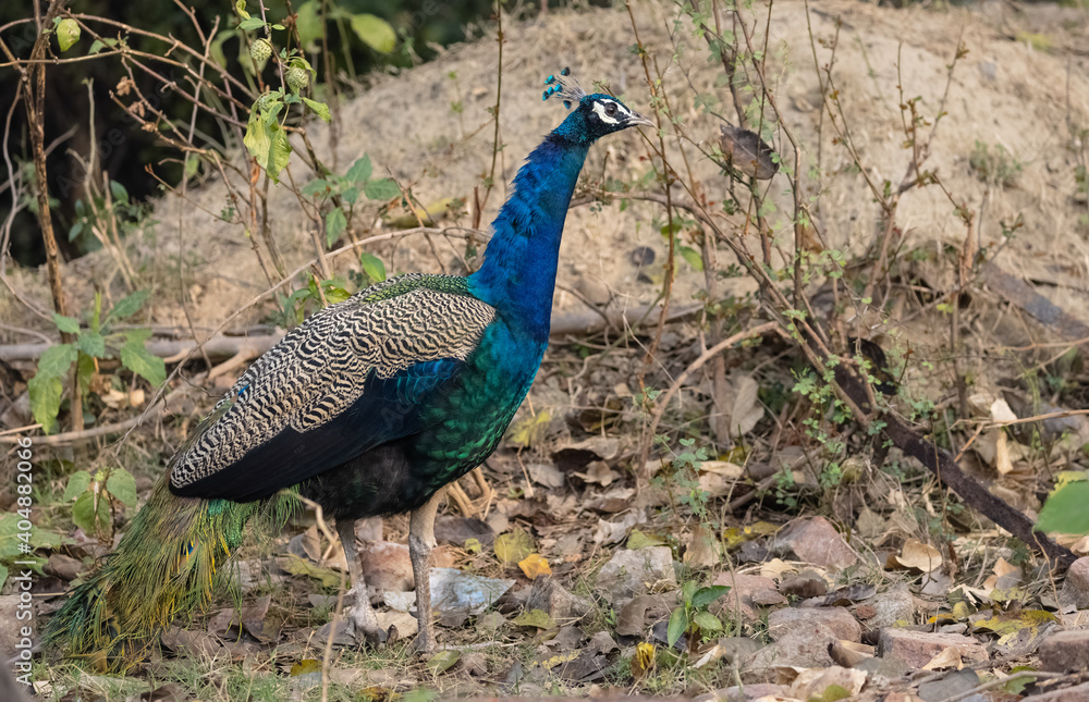 Indian Peafowl (Pavo cristatus) in the natural habitat of forest. Portrait or closeup of peacock. Indian Peafowl (Pavo cristatus) in the natural habitat of forest. Portrait or closeup of peacock.