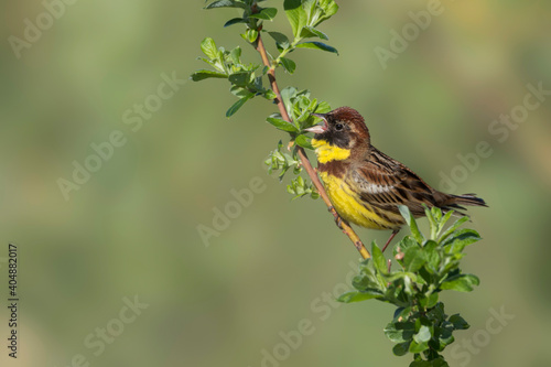 Wilgengors, Yellow-breasted Bunting, Emberiza aureola photo