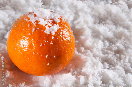 Tangerines in the snow. Tangerines as symbol of winter holidays