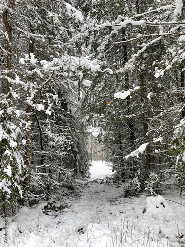 Taunus winter. Wintertime. Snow.