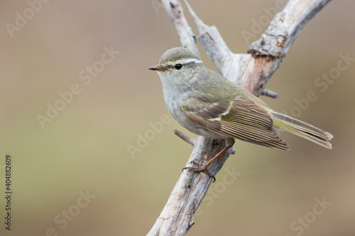 Bladkoning, Yellow-browed Warbler, Phylloscopus inornatus photo