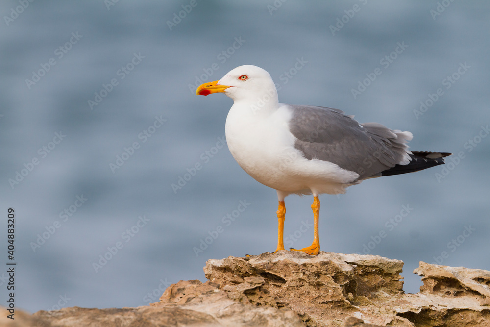 Geelpootmeeuw, Yellow-legged Gull, Larus michahellis Geelpootmeeuw, Yellow-legged Gull, Larus michahellis