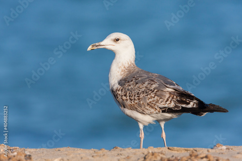 Geelpootmeeuw, Yellow-legged Gull, Larus michahellis © AGAMI