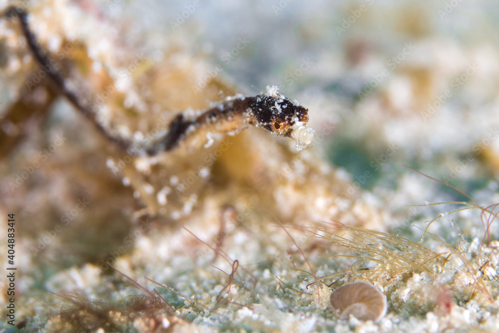Cute pygmy pipehorse clings to algae on coral reef dive site