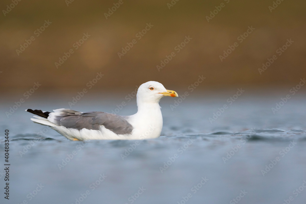 Geelpootmeeuw, Yellow-legged Gull, Larus michahellis Geelpootmeeuw, Yellow-legged Gull, Larus michahellis
