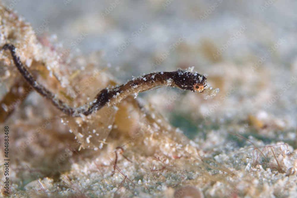 Cute pygmy pipehorse clings to algae on coral reef dive site Cute pygmy pipehorse clings to algae on coral reef dive site