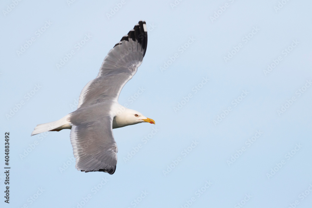 Geelpootmeeuw, Yellow-legged Gull, Larus michahellis Geelpootmeeuw, Yellow-legged Gull, Larus michahellis