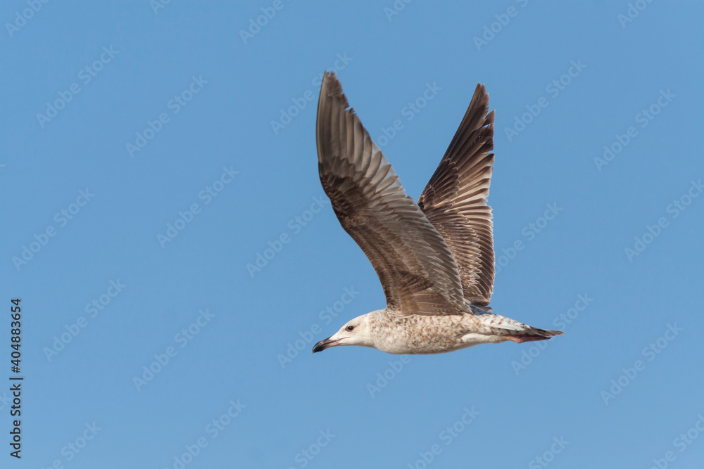 Geelpootmeeuw, Yellow-legged Gull, Larus michahellis Geelpootmeeuw, Yellow-legged Gull, Larus michahellis