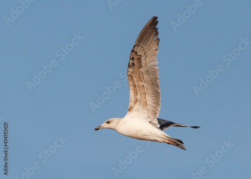 Geelpootmeeuw, Yellow-legged Gull, Larus michahellis