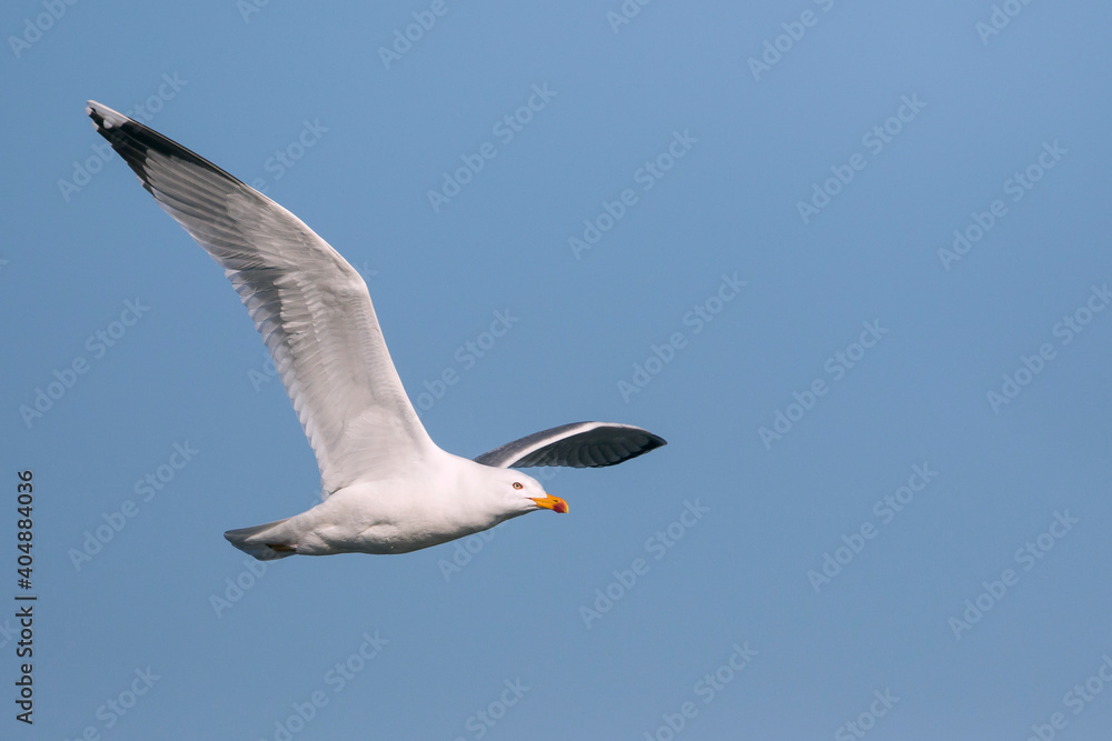 Obraz premium Geelpootmeeuw, Yellow-legged Gull, Larus michahellis michahellis