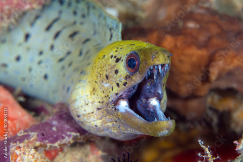 Spot face moray eel AKA fibriated Moray eel showing off the teeth in its jaw - Gymnothorax fimbriatus