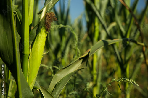 Ripe corn cob in field on sunny day  closeup