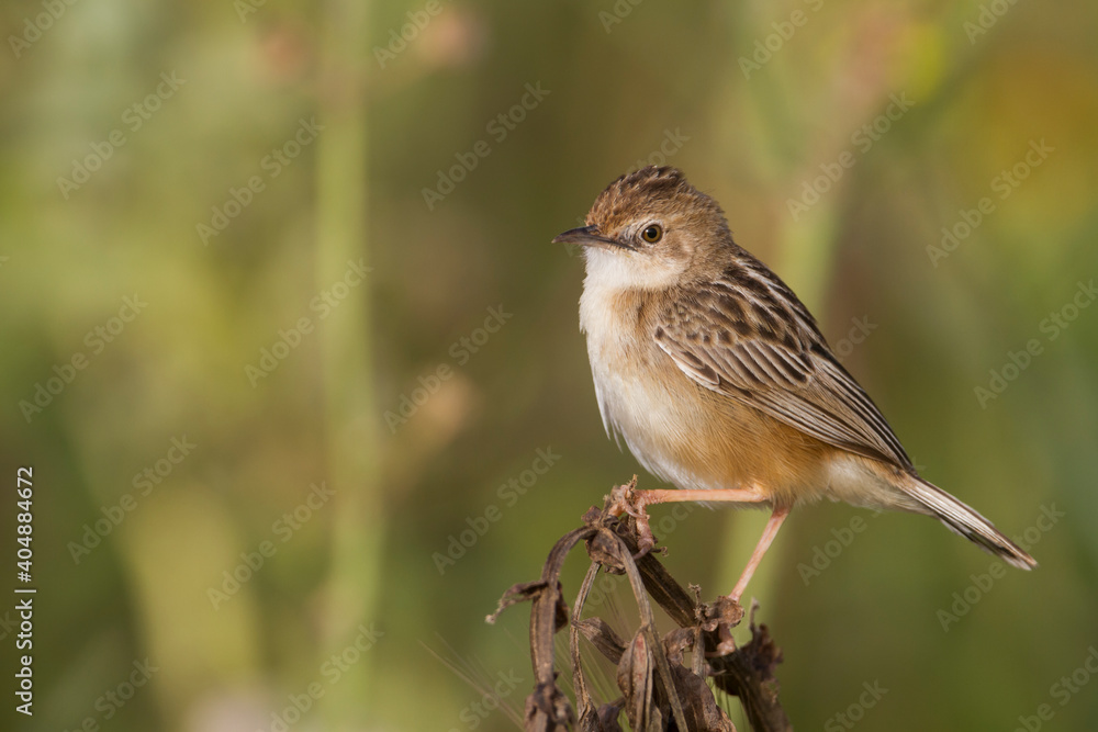 Graszanger, Zitting Cisticola, Cisticola juncidis cisticola Graszanger, Zitting Cisticola, Cisticola juncidis cisticola