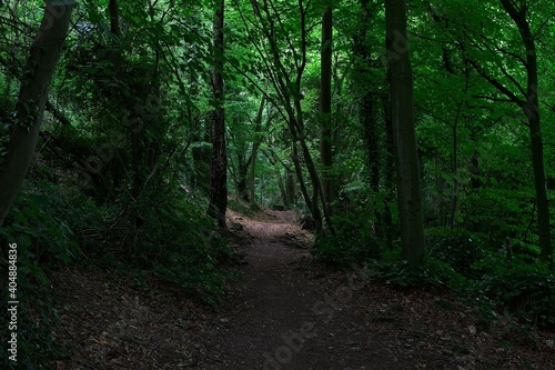 a woodland path in the summer time