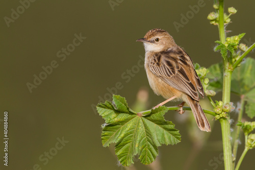 Graszanger, Zitting Cisticola, Cisticola juncidis cisticola