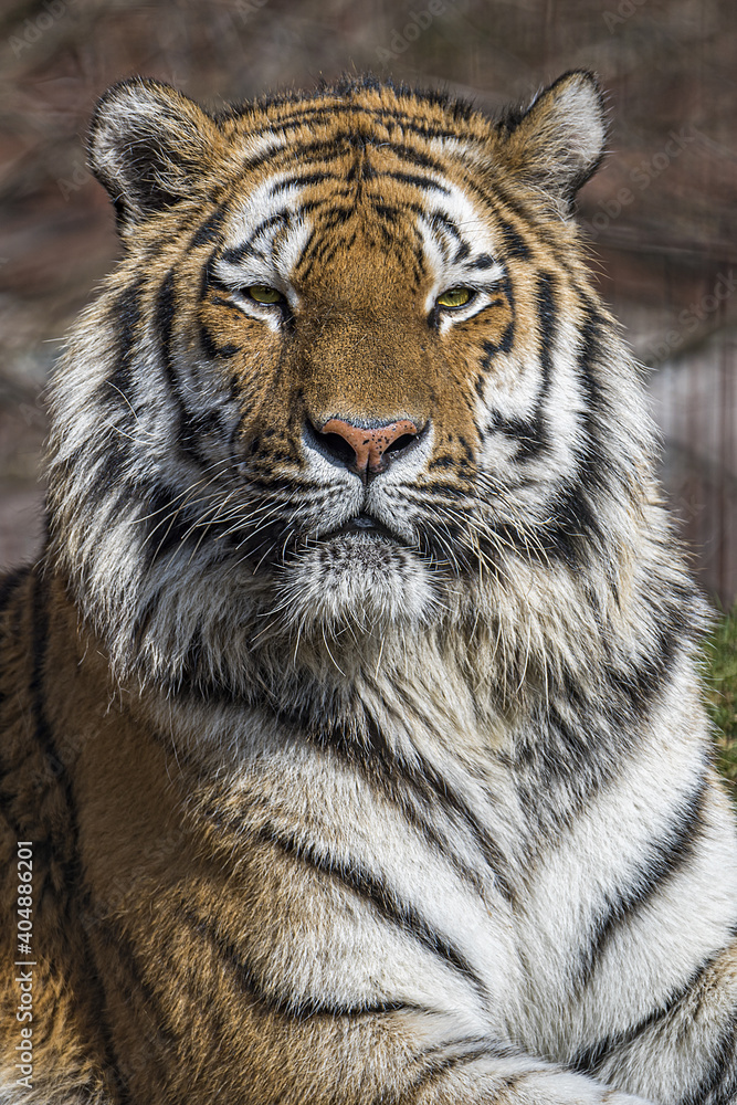 Fototapeta premium Tiger