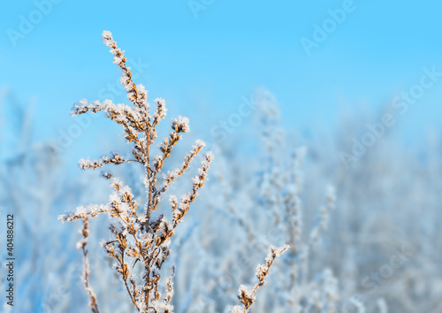 Frozen plant in hoarfrost at blue winter field. Winter landscape with the snowy winter field. © Julia