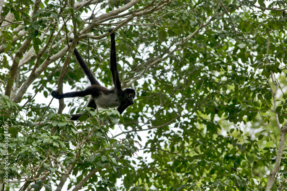 Fototapeta premium Tikal National Park, Guatemala, Central America: spider monkeys