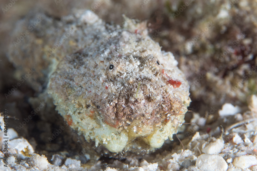 Juvenile reef stonefish - Synanceia verrucosa
