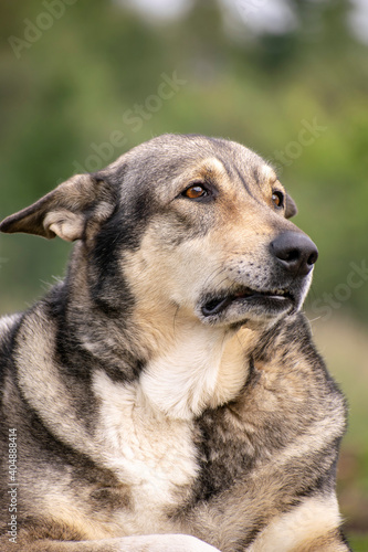 Shepherd dog stares into the distance. Vertical concept.