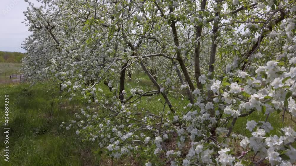 Closeup panning motion of apple blossoms in a fruit orchard. Closeup panning motion of apple blossoms in a fruit orchard.